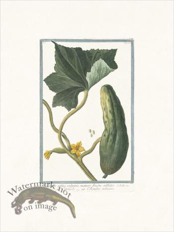 Bonelli 063 Cucumber